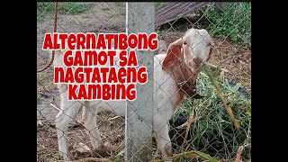 Mabisang gamot sa pagtatae Ng kambing [upl. by Airres]