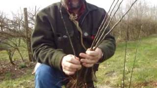 Raising your own apple tree root stocks [upl. by Ailuig192]