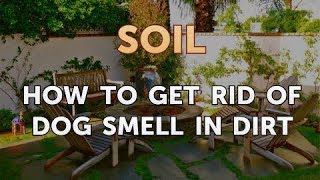 How to Get Rid of Dog Smell in Dirt [upl. by Albion609]