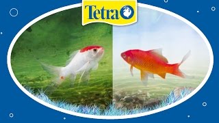 Nie wieder Algen im Teich TetraPond AntiAlgen [upl. by Rettke]