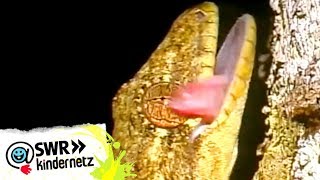 OLIs Wilde Welt  Geckos bei OLIs Wilde Welt  SWR Kindernetz [upl. by Bakemeier]