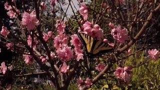 Nectarine Tree Blossoms [upl. by Ibot]