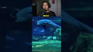 Dolphins Can Now Do Vape Tricks Underwater [upl. by Ydoow]