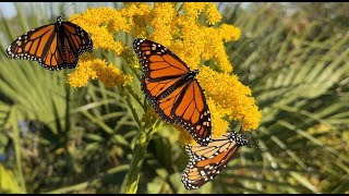 2022 Monarch Butterfly Festival  St Mark National Wildlife Refuge Florida [upl. by Veronike684]