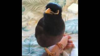 Morning Talk with my Mynah quotKaleoquot [upl. by Bj]