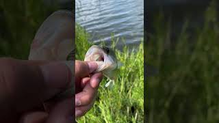 Veterans Lake Bass fishing oklahomafishing fishing bass [upl. by Perreault73]