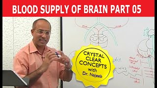 Blood Supply of Brain  Circle of Willis  Part 511 [upl. by Asante504]