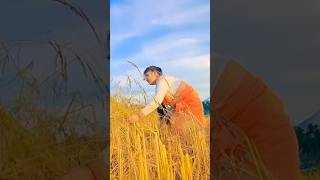 Gabhoru mon  Dhanor gusa katijang  New Assamese Video Song virelvideoshortsyoutubeshortsreels [upl. by Yltnerb]