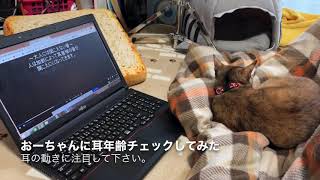 猫に耳年齢チェック（モスキート音）聞かせてみた。 [upl. by Latoya241]