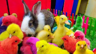 Ayam Lucu Ayam Warna Warni Ayam Rainbow Bebek Angsa Hamster Kelinci KuraAyamwarnakw [upl. by Yoccm]