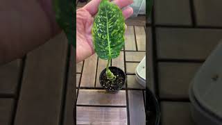 dieffenbachia reflector انتاج محمية صديق البيئة [upl. by Robins394]