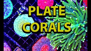 PLATE CORALS Coral Care Guide [upl. by Ahsienroc487]