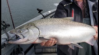 Anchor Fishing for Summer Chinook and Steelhead  Tips for targeting BOTH at the same time [upl. by Yzzik]