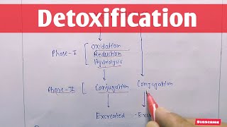 5 Xenobiotic Metabolism I Whats Liver Got to Do With It [upl. by Cordi]