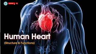 Heart Structure and Function Human heart Circulatory system  Physiology [upl. by Hallock]