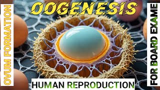 Oogenesis Explained How Eggs are Made [upl. by Ari911]