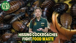 So Sus Fighting Food Waste with Hissing Cockroaches [upl. by Festatus854]