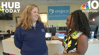 Kicking off the Clear The Shelters campaign at MSPCAAngell Boston Adoption Center [upl. by Easter]