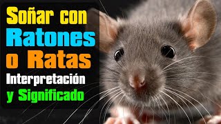 Todo sobre Soñar con Ratas y Ratones  Que significa este sueño con ratón o rata  Interpretación [upl. by Manon]