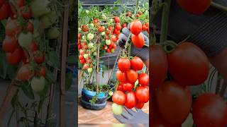 Growing super fruitful Tomatoes with just a few plastic bottles grow gardening shorts tomato [upl. by Sauer]