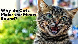 7 Reasons Why Cat Meowing And Cat Yowling Sounds Are important [upl. by Ainatit683]