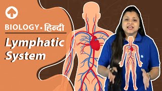 Lymphatic System  Biology  Hindi  NEET Biology [upl. by Ardnikat]