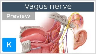 Vagus nerve location branches and function preview  Neuroanatomy  Kenhub [upl. by Yorle]