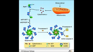 Apoptosis Pathway Intrinsic Pathway Part 2 Apaf1 Apoptosomes and activation of caspases [upl. by Ijan]