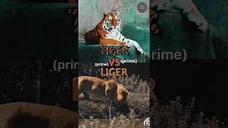 Liger vs Tiger shorts animals tiger edit [upl. by Noirrad]