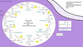 Online Biology Tutorial The Pyruvate Dehydrogenase Complex and Krebs Cycle [upl. by Neenaej]