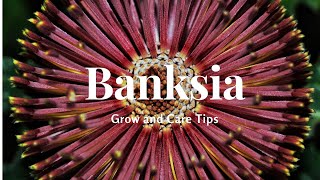 Banksia Grow and Care Tips [upl. by Matrona]