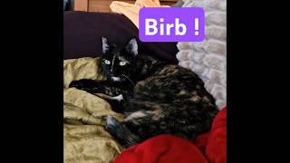 Ornithology observations from Professor K8 cat animals chat catlover cute [upl. by Dibru]