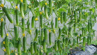 Do you want to know tips for growing highyielding cucumbers at homeCucumber growing skills [upl. by Yrtnej]