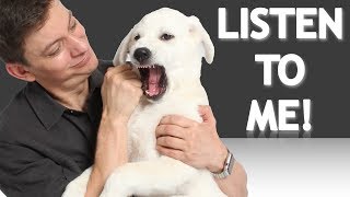 The EASIEST Way to Get Your Dog to Understand You How to teach your dog words and phrases now [upl. by Tibbitts205]