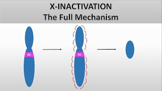 X Inactivation The full mechanism the formation of the Barr body Heterochromatin and euchromatin [upl. by Lachus177]