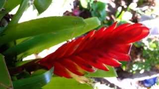 Bromeliad  Vriesea splendens  Flaming Sword  Top 10 Bromeliads HD 04 [upl. by Nonaihr]