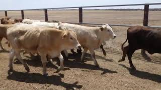 212 COTSWOLD WEANER STEERS 114 X OCT HGP FREE  AV 2461KG CURFEWED [upl. by Wellington311]