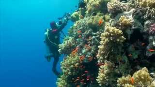 SCUBA Diving Egypt Red Sea  Underwater Video HD [upl. by Novit994]