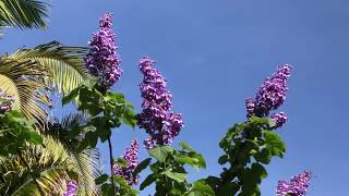 The Empress Tree Paulownia tomentosa [upl. by Valdis]