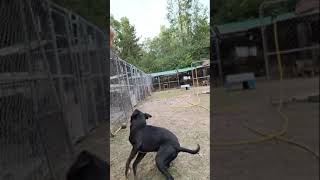 Video of adoptable pet named Wilbur [upl. by Grishilda384]