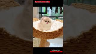 Minou Magie 01cute chat cats cartoon love memes cat shortvideo catlover catlover meme [upl. by Gretel]