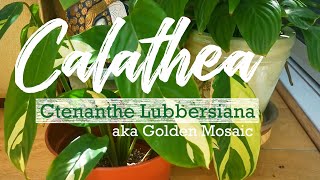 Calathea Ctenanthe Lubbersiana seems to be regaining its life princeindoorandoutdoorplan3003 [upl. by Ollecram]