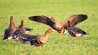 Tundragås albifrons  Anser albifrons albifrons  Whitefronted Goose [upl. by Araes531]