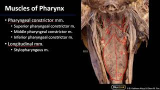 Larynx Pharynx and CST  Muscles of Pharynx [upl. by Lorilyn]