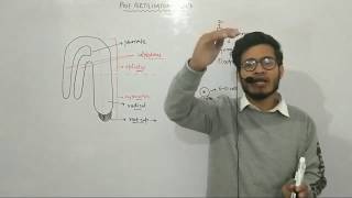 L28 Structure of Dicot Embryo by Vipin Sharma [upl. by Fin]