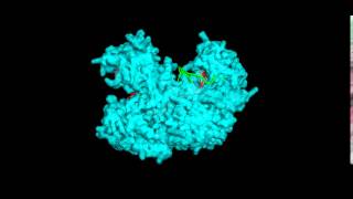 Argonaute protein with target and guide RNA bound [upl. by Aivle5]