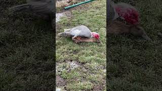 Muscovy mating with khaki campbell duck [upl. by Marguerita298]