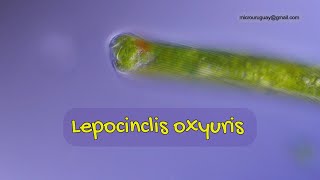 Lepocinclis oxyuris el que vive de la luz [upl. by Fritze]