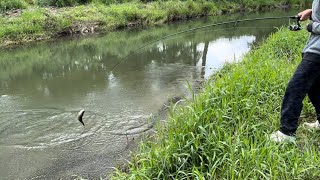 Minnesotas stream trout fishing season 2024 [upl. by Ricardo478]