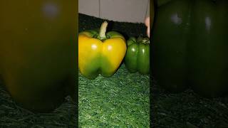 Creativity of capsicum lays omelette 😋👌😋shortvideo shortsfeed shorts creativity [upl. by Hairu]